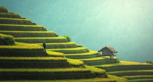 Auswirkungen von Covid auf die Landwirtschaft