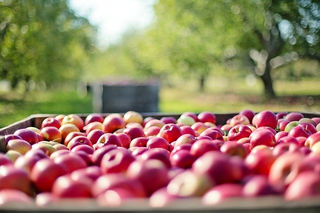 Die Rolle der Landwirtschaft in der wirtschaftlichen Entwicklung