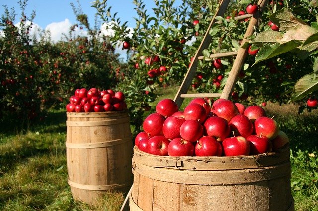 WAS IST LANDWIRTSCHAFT? UND ANDERE FRAGEN, DIE SIE SCHON IMMER MAL STELLEN WOLLTEN