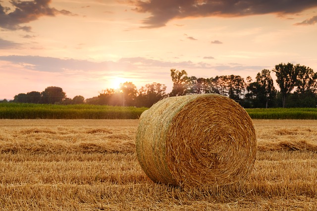 Die profitabelsten Geschäftsideen in der Landwirtschaft