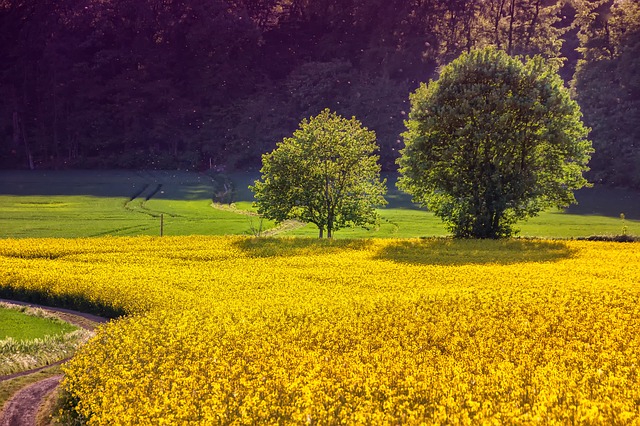 Geschichte der Landwirtschaft