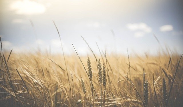 Hauptauswirkungen der Landwirtschaft auf die Umwelt