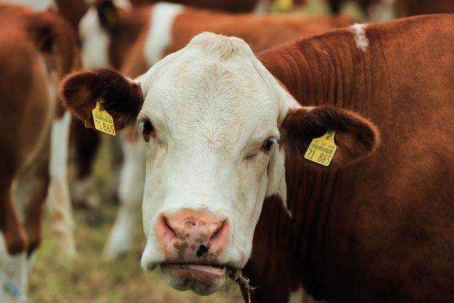 Milchfieber stoppen: Warum der Calcium-Bolus direkt nach der Abkalbung Gold wert ist